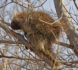 Porcupine