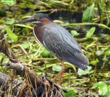 Green Heron