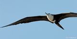 Magnificent Frigatebird