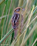 Nelsons Sparrow
