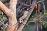 Greater Honeyguide (Indicator indicator) Tendaba, Lower River, Gambia