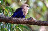 Blue-bellied Roller (Coracias cyanogaster) Senegambia Hotel Gardens, Gambia