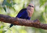 Blue-bellied Roller (Coracias cyanogaster) Senegambia Hotel Gardens, Gambia