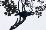Wallers Starling (Onychognathus walleri) Castle Forest, Mount Kenya National Park, Kenya