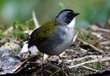 Grey-browed Brushfinch (Arremon assimilis) Hacienda El Bosque, Caldas, Colombia