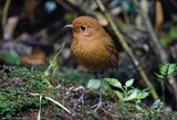 Equatorial Antpitta (Grallaria saturata) Hacienda El Bosque, Caldas, Colombia