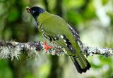 Barred Fruiteater (Pipreola arcuata) Hacienda El Bosque, Caldas, Colombia