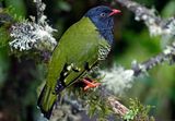 Barred Fruiteater (Pipreola arcuata) Hacienda El Bosque, Caldas, Colombia