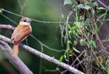 Cinereous Becard (Pachyramphus rufus) RN Laguna de Sonso, Valle del Cauca, Colombia