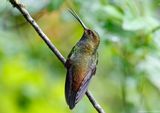Rufous-gaped Hillstar (Urochroa bougueri) Comederos de Doña Dora, Valle del Ca Comederos de Doña Dora, Valle del Cauca