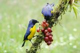 Hooded Mountain Tanager (Buthraupis montana) Hacienda El Bosque, Caldas, Colombia