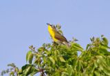 Yellow-breasted Chat (Icteria virens) Lake Apopka Wildlife Drive, Orange County, Florida, USA