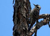 Red-cockaded Woodpecker (Dryobates borealis) Withlacoochee SF Citrus Tract, Citrus County, Florida, United States