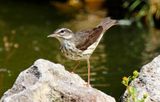 Louisiana Waterthrush (Parkesia motacilla) Fort De Soto Park, Pinellas, Florida