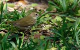 Ovenbird (Seiurus aurocapilla) Fort De Soto Park, Pinellas, Florida