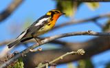 Blackburnian Warbler (Setophaga fusca) Fort Zachary Taylor Historic SP, Key West, Florida