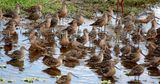 Long-billed Dowitcher (Limnodromus scolopaceus) The Celery Fields, Sarasota, Florida