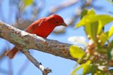 Summer Tanager (Piranga rubra) Fort De Soto Park, Pinellas, Florida