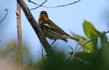 Cape May Warbler (Setophaga tigrina) Dry Tortugas NP, Garden Key, Florida