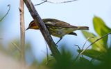 Cape May Warbler (Setophaga tigrina) Dry Tortugas NP, Garden Key, Florida