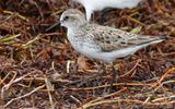 Semipalmated Sandpiper (Calidris pusilla) Bahia Honda Key, Florida, US