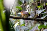 Ochre-breasted Antpitta (Grallaricula flavirostris ochraceiventris) Camino Montezuma, Tatamá NNP, Risaralda, Colombia