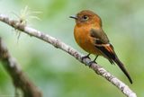 Cinnamon Flycatcher (Pyrrhomyias cinnamomeus pyrrhopterus) Avistamiento Aves Doña Dora, Valle del Cauca, Colombia