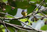 Ornate Flycatcher (Myiotriccus ornatus) Comederos de Doña Dora, Valle del Cauca, Colombia