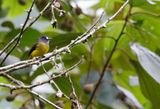 Ornate Flycatcher (Myiotriccus ornatus) Comederos de Doña Dora, Valle del Cauca, Colombia