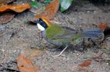 Chestnut-capped Brushfinch (Arremon brunneinucha frontalis) San Felipe Birding, Valle del Cauca, Colombia