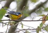 Tropical Parula (Setophaga pitiayumi) RN Laguna de Sonso, Valle del Cauca, Colombia