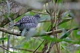 Bar-crested Antshrike (Thamnophilus multistriatus) Apía-Tadó, Risaralda, Colombia