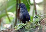 Tatama Tapaculo Scytalopus alvarezlopezi) Camino Montezuma, Tatamá National Natural Park, Risaralda, Colombia