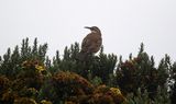 Stout-billed Cinclodes (Cinclodes excelsior) PNN Los Nevados, Tolima, Colombia