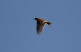 Eurasian Skylark (Alauda arvensis)  NSG Gelängebachtal, Sauerland, Germany