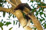 Brown Jay (Cyanocorax morio) Hotel Bougainvillea, Heredia, Costa Rica