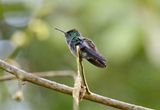 Blue-chested Hummingbird (Polyerata amabilis) La Selva OTS Reserve, Heredia, Costa Rica