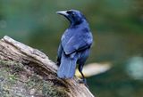 Melodious Blackbird (Dives dives) Donde Cope, La Unión de Guápiles, Limón, Costa Rica