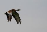 Great Bustard (Otis tarda) Havellandisches Luch, Brandenburg, BRD 