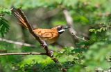 White-whiskered Spinetail (Synallaxis candei candei) Villa Plazoleta, La Guajira, Colombia