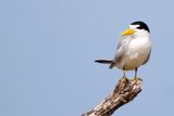 Yellow-billed Tern (Sternula superciliaris) Santuario de Fauna y Flora Los Flamencos, La Guajira, Colombia
