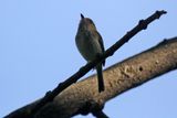 Pale-eyed Pygmy Tyrant (Atalotriccus pilaris pilaris) Minca, Magdalena, Colombia