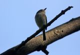 Pale-eyed Pygmy Tyrant (Atalotriccus pilaris pilaris) Minca, Magdalena, Colombia