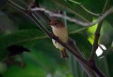 Golden-fronted Greenlet (Pachysylvia aurantiifrons aurantiifrons) Minca, Magdalena, Colombia