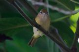 Golden-fronted Greenlet (Pachysylvia aurantiifrons aurantiifrons) Minca, Magdalena, Colombia