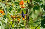 Santa Marta Woodstar (Chaetocercus astreans) Bellavista, Sierra nevada de Santa Marta, Colombia