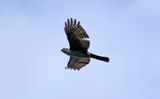 Bicolored Hawk (Accipiter bicolor) Sierra nevada de Santa Marta, Colombia
