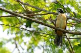 Orinoco Saltator (Saltator orenocensis) Villa Plazoleta, La Guajira, Colombia