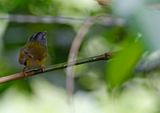 White-lored Warbler (Myiothlypis conspicillata) Sierra nevada de Santa Marta, Colombia