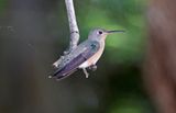 Buffy Hummingbird (Leucippus fallax) Mar Azul, La Guajira, Colombia